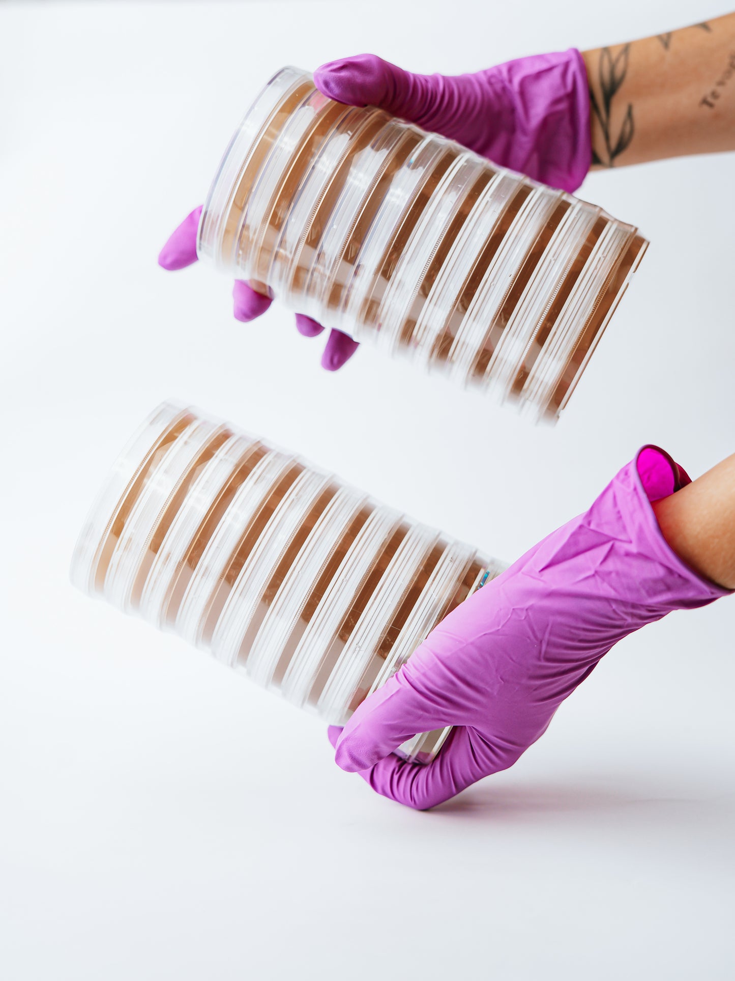 Spore Sorcery Agar Plates Being Held