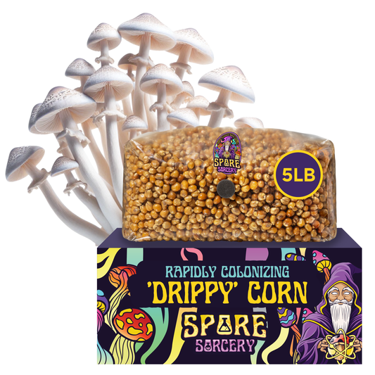 A clear 5lb Drippy Corn Grain Spawn bag sits on a colorful box labeled Rapidly Colonizing Drippy Corn Spare Sorcery—premium mushroom cultivation grain. The box displays vibrant mushrooms, a wizard, and white mushrooms appear behind it.