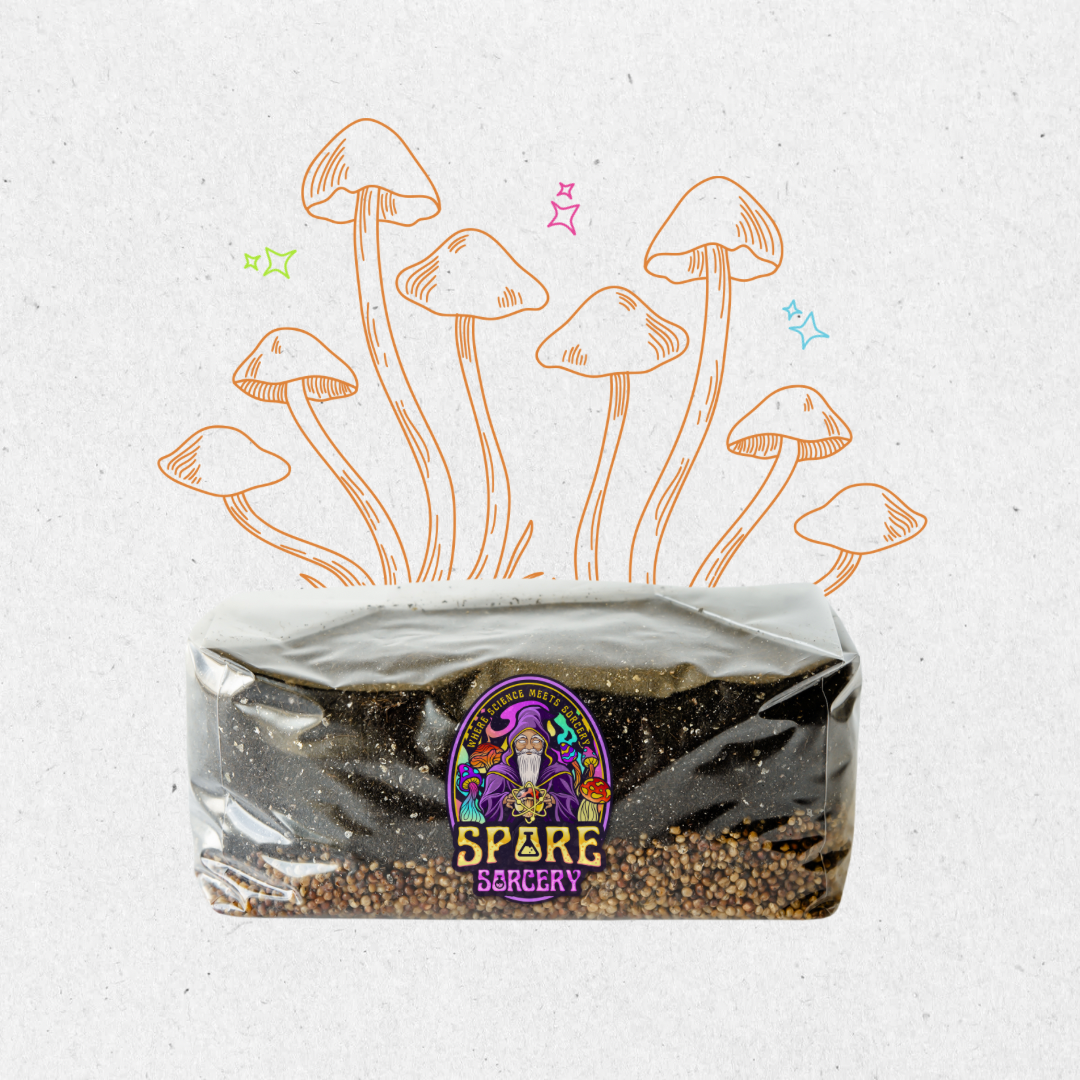 Grow your own mushrooms at home! Save yourself some time and hassle with our All-In-One Mushroom grow bag. Ready to inoculate right away and easily grow mushrooms at home.