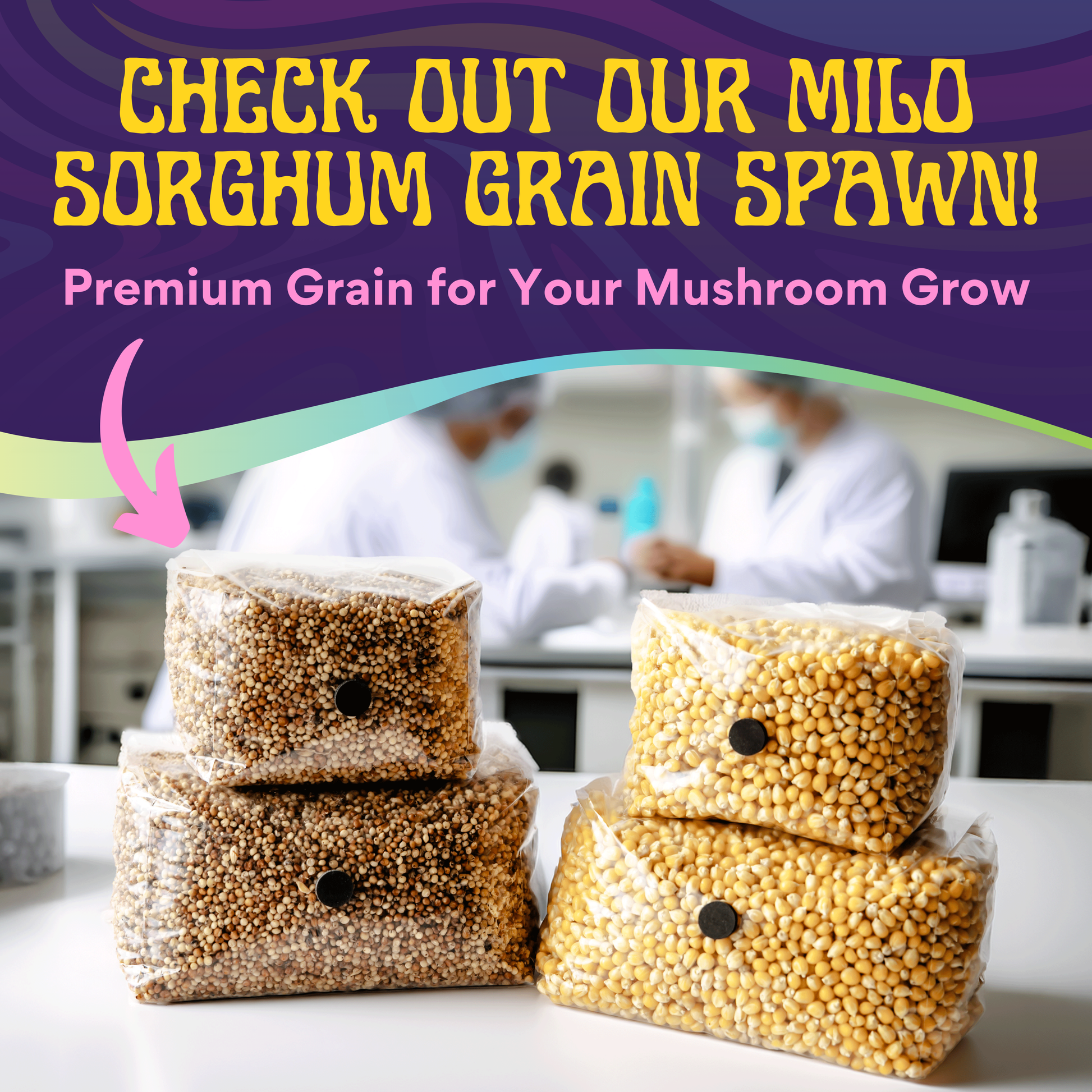 Four bags of 5lb Drippy Corn Grain Spawn are stacked on a lab table, with two people in lab coats working in the blurred background. Promotional text highlights this premium grain for mushroom cultivation.