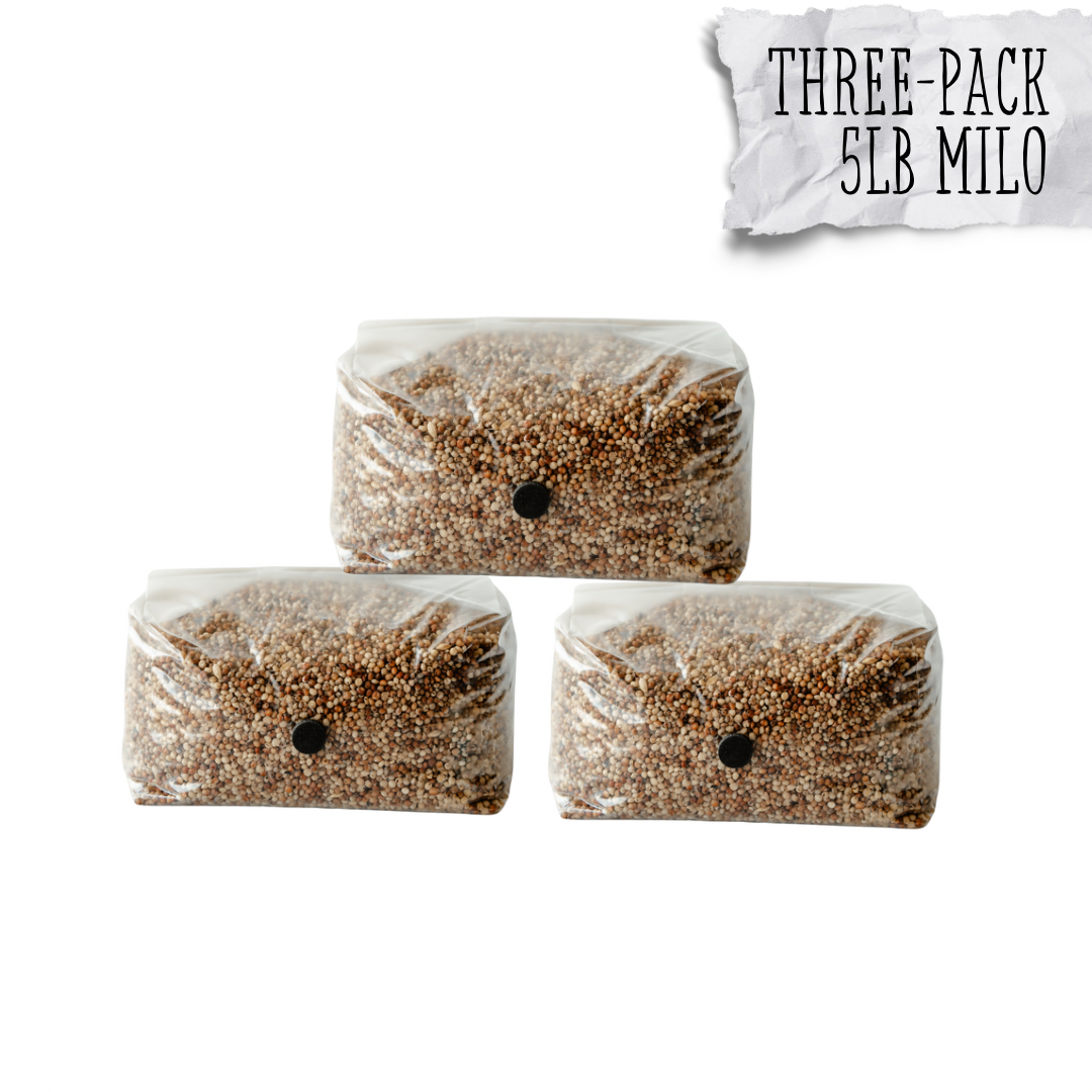 3 Pack | 5lb Milo Sorghum Grain Spawn