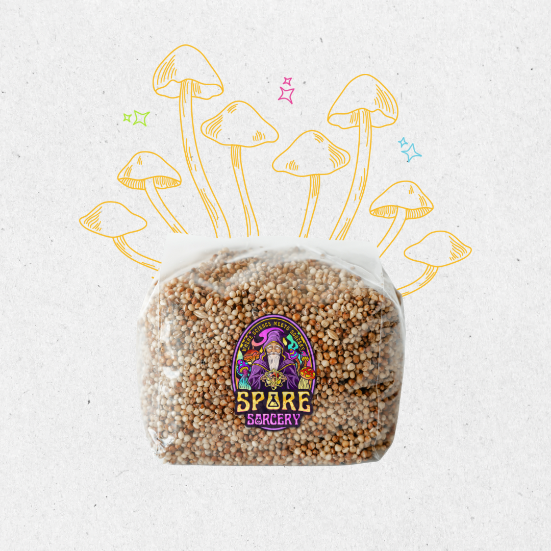 Sourced from high-quality grains and crafted with precision to ensure robust and rapid mycelium growth, leading to abundant mushroom yields. Ideal for both beginners and experienced mycologists, our grain spawn is produced in a sterile facility and rigorously tested to guarantee purity and viability.