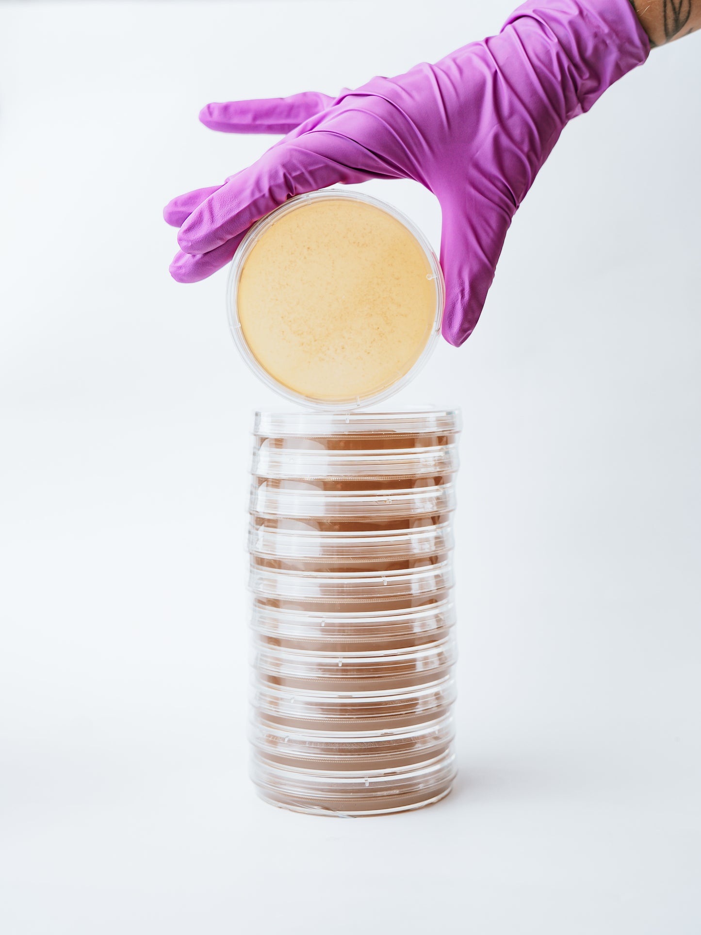 Stack Of Agar Plates From Spore Sorcery