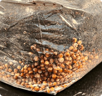 Grow your own mushrooms at home! Save yourself some time and hassle with our All-In-One Mushroom grow bag. Ready to inoculate right away and easily grow mushrooms at home.