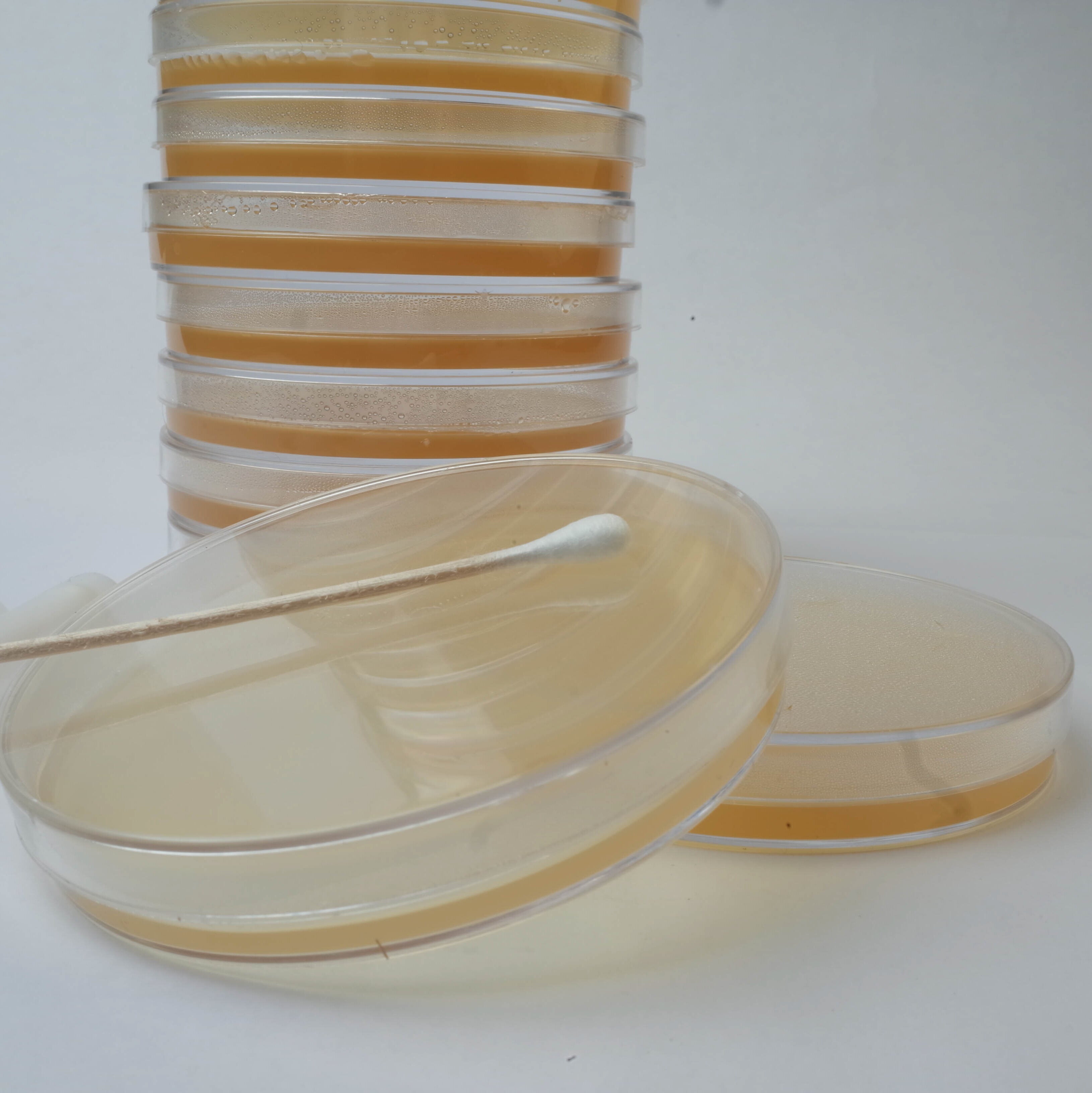 How to Use a Spore Swab for Mushroom Cultivation – Spore Sorcery