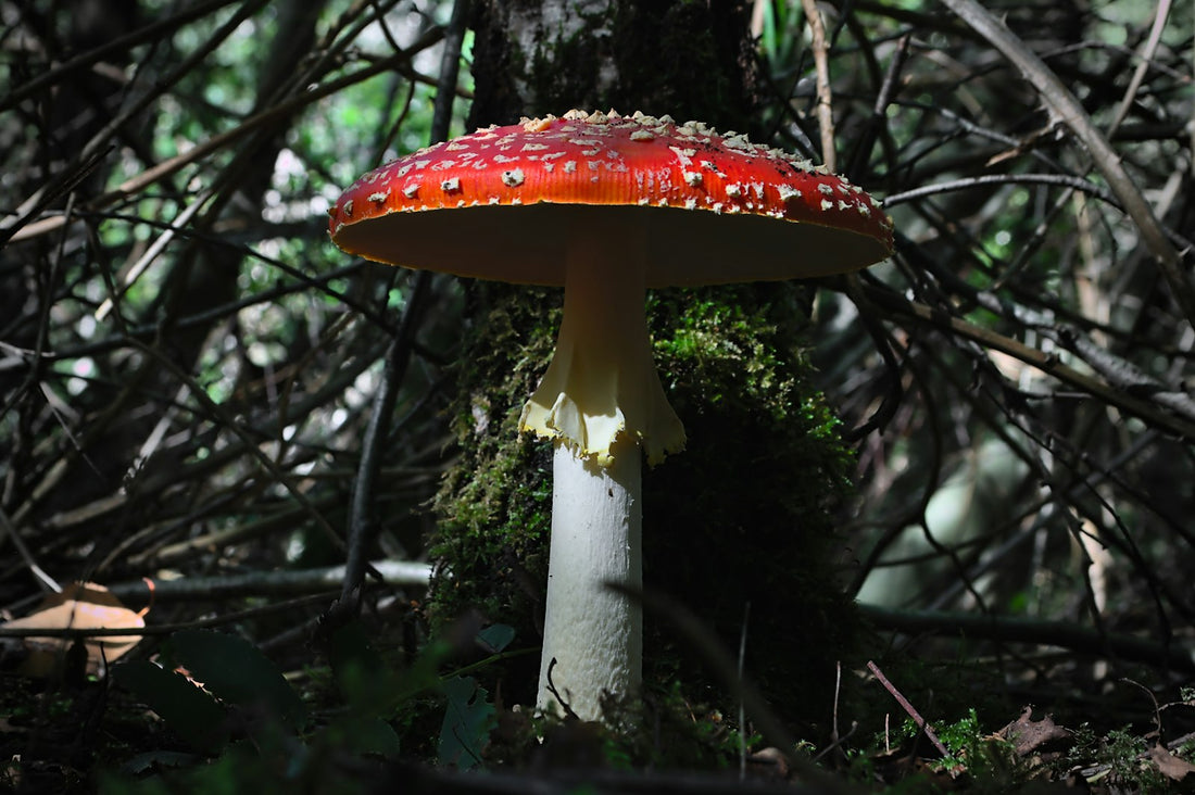 Mature Amanita muscaria with a red white-flecked cap and a white ring on its stem, on a mossy forest floor