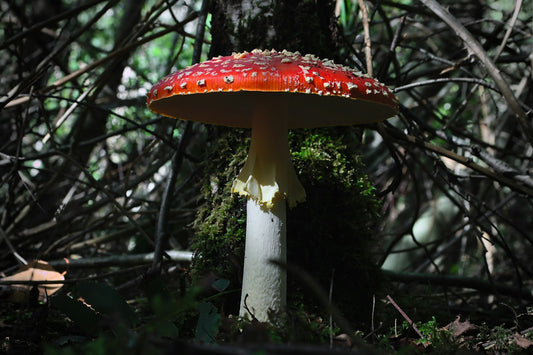Mature Amanita muscaria with a red white-flecked cap and a white ring on its stem, on a mossy forest floor