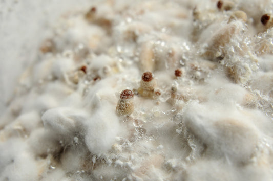 Mushroom bags with mycelial growth at different stages