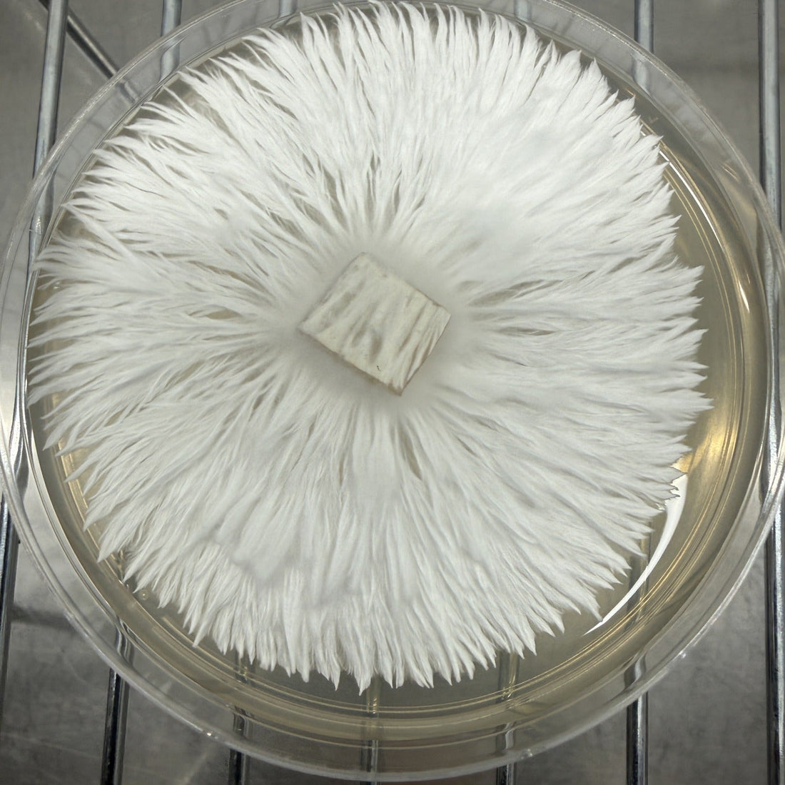Fully colonized agar plate of healthy white mushroom mycelium showing dense rhizomorphic growth