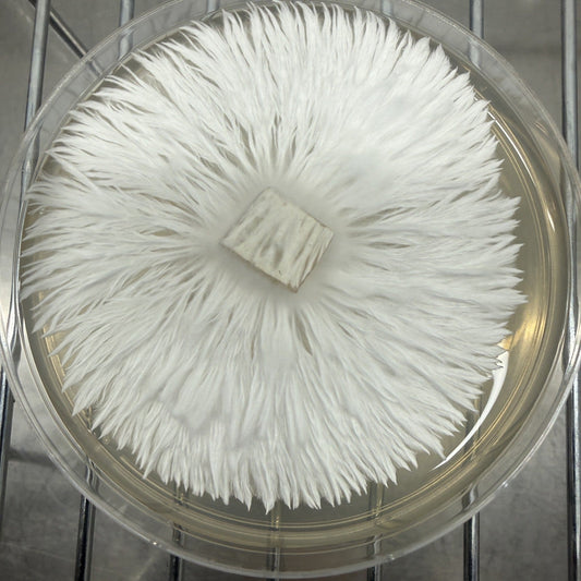 Fully colonized agar plate of healthy white mushroom mycelium showing dense rhizomorphic growth