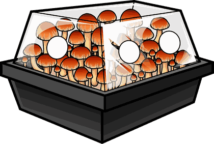 A plastic mushroom cultivation box filled with orange-capped mushrooms, featuring two circular hand ports on the front.