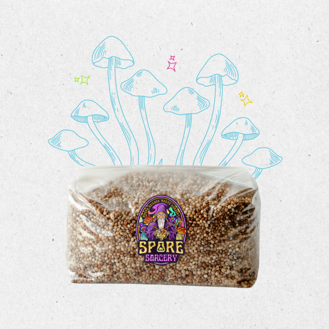 Sourced from high-quality grains and crafted with precision to ensure robust and rapid mycelium growth, leading to abundant mushroom yields. Ideal for both beginners and experienced mycologists, our grain spawn is produced in a sterile facility and rigorously tested to guarantee purity and viability.