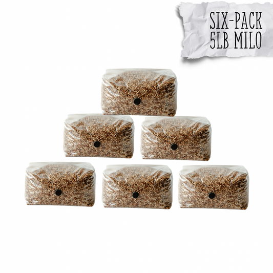 six pack bundle of our 5lb milo grain spawn bags for growing mushrooms