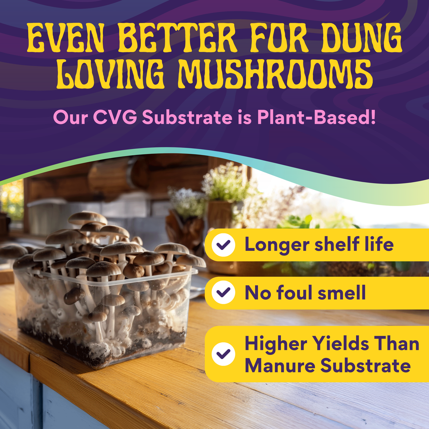 A Monotub Refill Kit with sterilized milo sorghum grain spawn and premium CVG substrate sits on a kitchen counter. Text highlights longer shelf life, no foul smell, and higher yields vs manure—ideal for use with sterilized grain spawn.