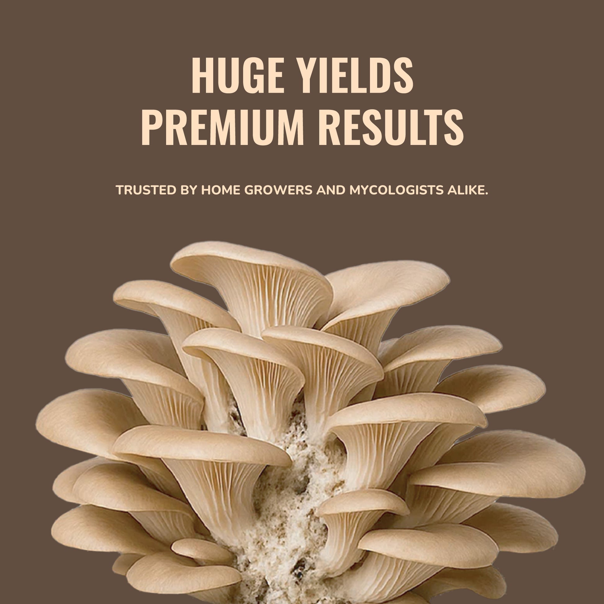 A cluster of oyster mushrooms on brown, with the text: Huge yields, premium results. 5lb Master's Mix Substrate (50/50 Oak Hardwood Pellets & Non-GMO Soy Hulls) is trusted for gourmet mushroom cultivation—prepped & ready for home growers.