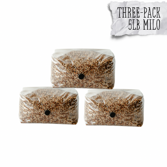 3 Pack | 5lb Milo Sorghum Grain Spawn