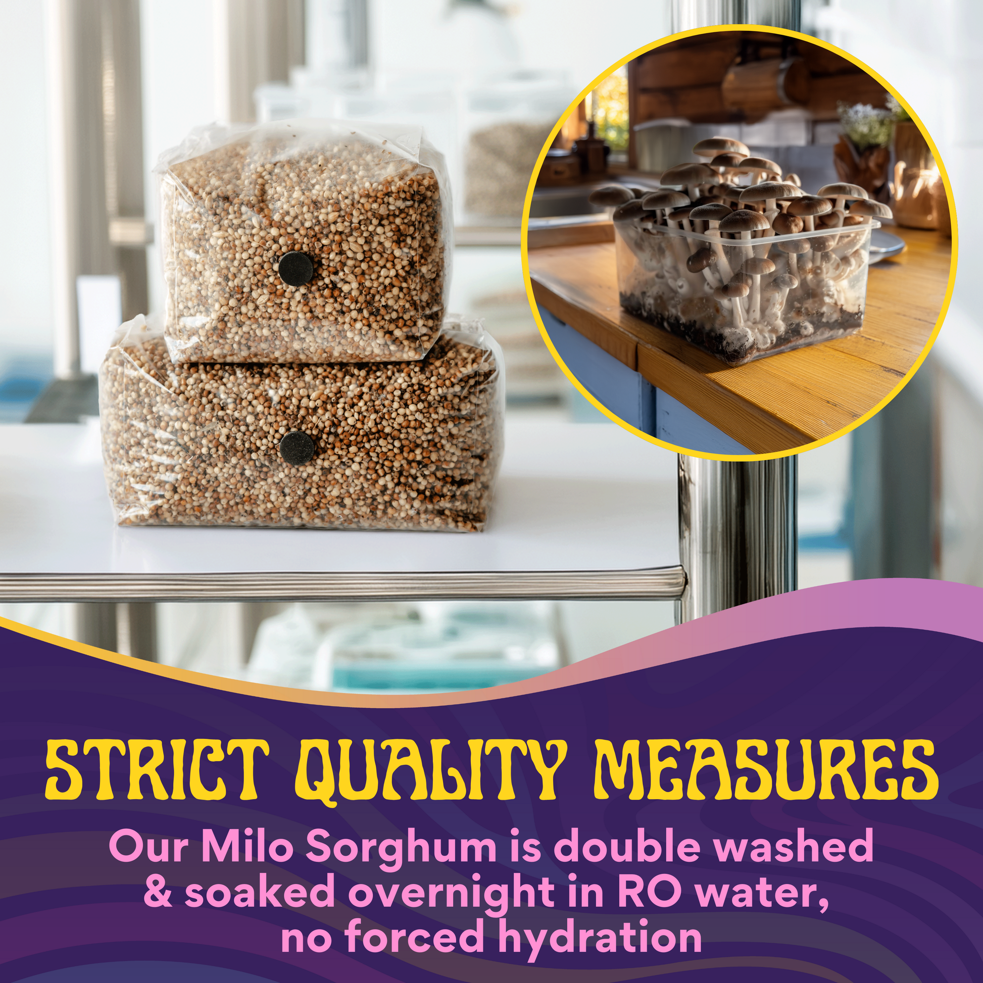Two bags of sterilized Milo Sorghum grain spawn from the Monotub Refill Kit are stacked in a lab. An inset shows mushrooms in a container. Text: Premium CVG substrate, hydrated & nutrient-enhanced; strict quality control—no forced hydration.