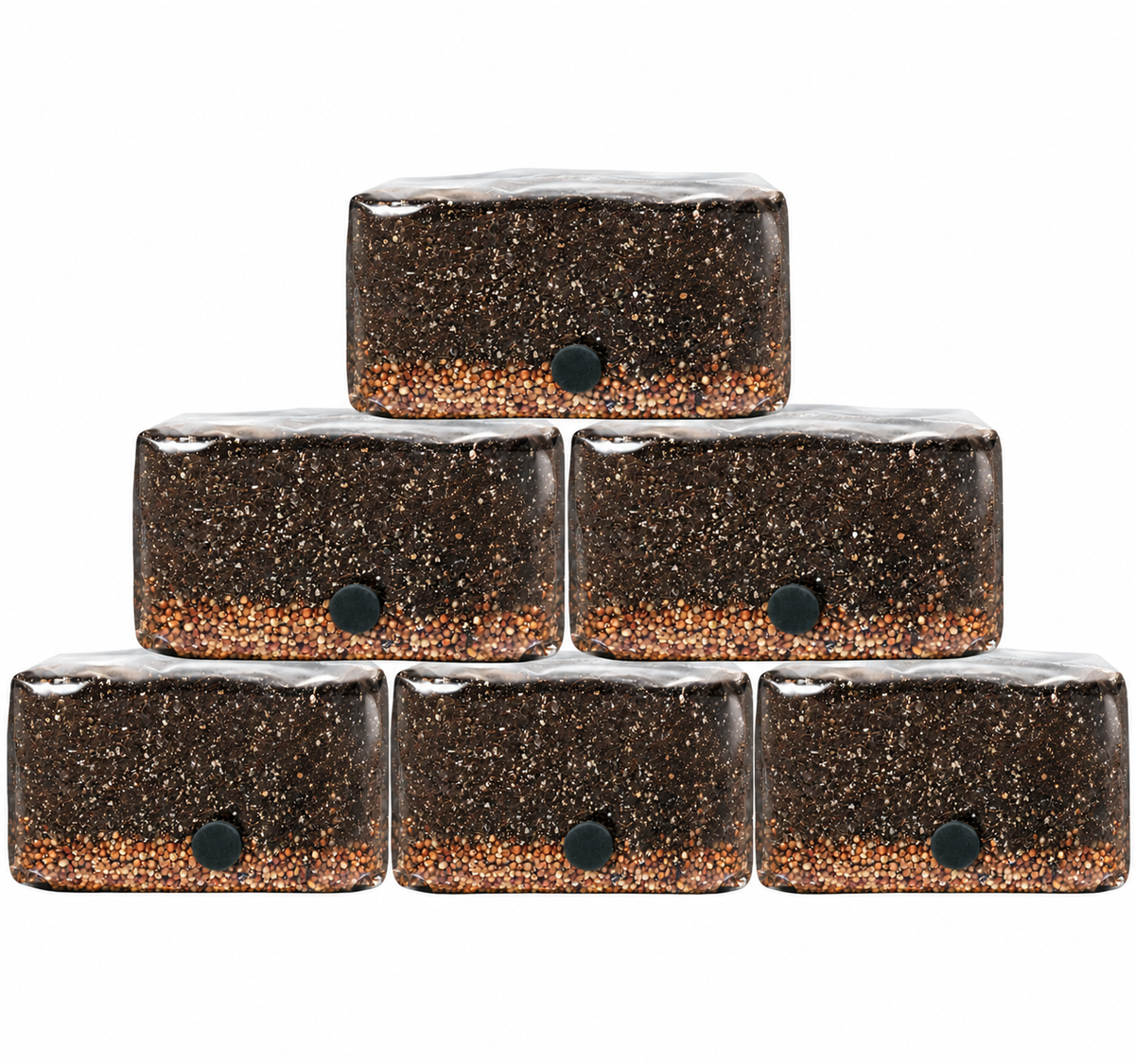 6 pack of Spore Sorcery 4 lb all-in-one mushroom grow bags