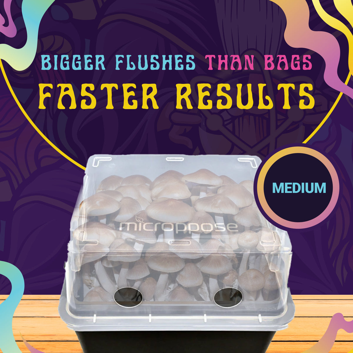 Monotub full of mushrooms grown with a Spore Sorcery medium grow kit